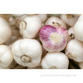 New Crop Chinease Fresh Garlic Vetetable